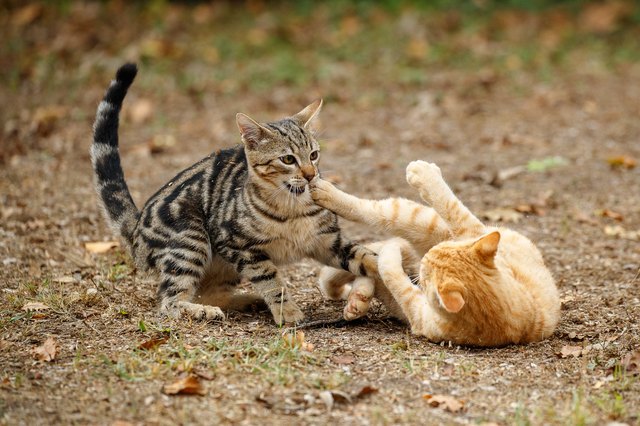 Catfight