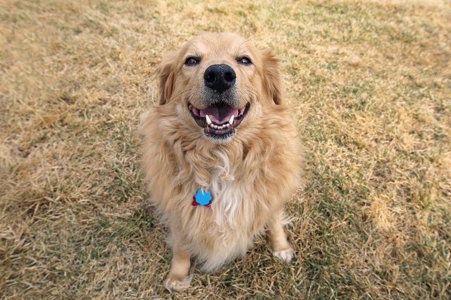 Golden Retriever Happy Dog