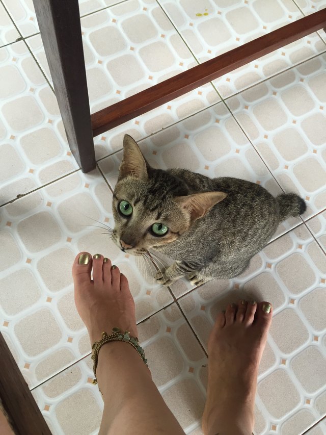 Low Section Of Woman By Cat On Floor At Home