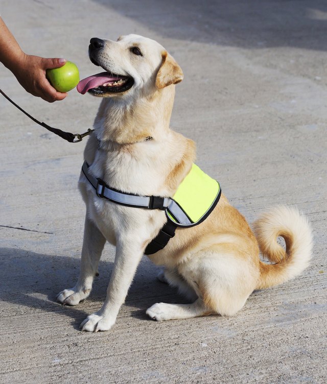 The dog-policeman .