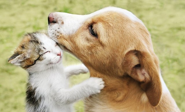 what-diseases-can-a-dog-catch-from-a-cat-cuteness