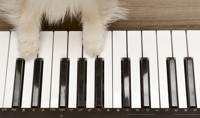 Dog playing the piano,wood background. Dog paws on the piano. Top view two dog paws on midi piano compact wireless keyboard mixer plays melody.