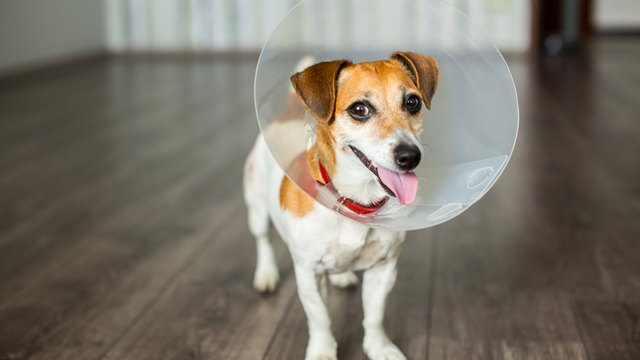 Vet Collar dog