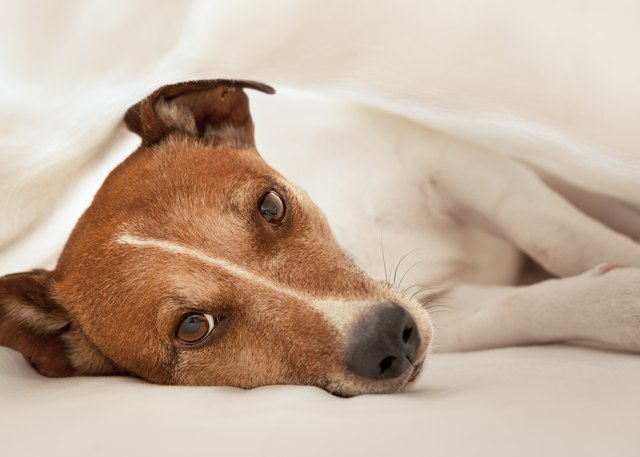 treatment-for-bloody-diarrhea-in-dogs-cuteness