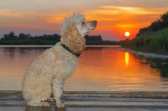 poodle