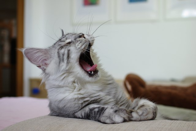 Maine coon cat yawning