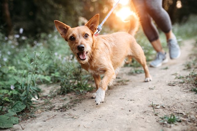 Woman Jogging With Dogs