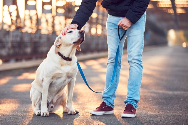 Morning walk with dog at the sunrise