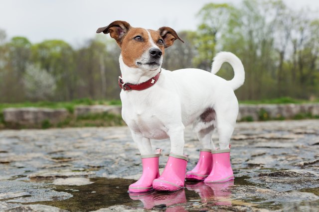 dog in the rain