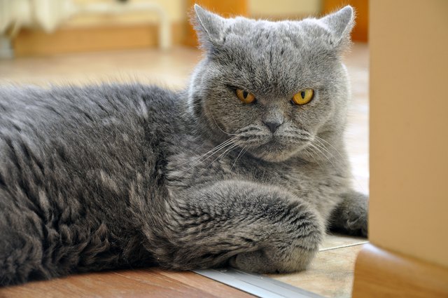 Portrait of British Shorthair blue cat.