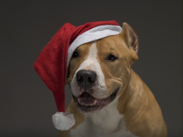 Christmas Staffordshire Terrier in Santa Claus red Santa hat