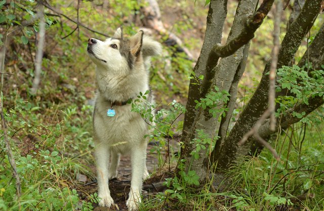 Hunting Husky