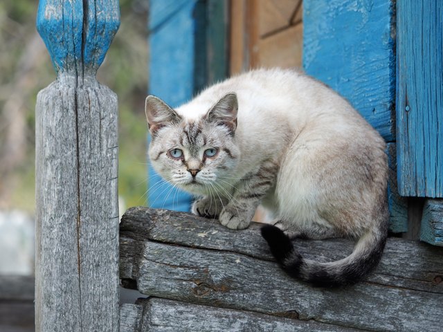 Portrait of a strange cat. The cat is a purebred. Have animal disease eye