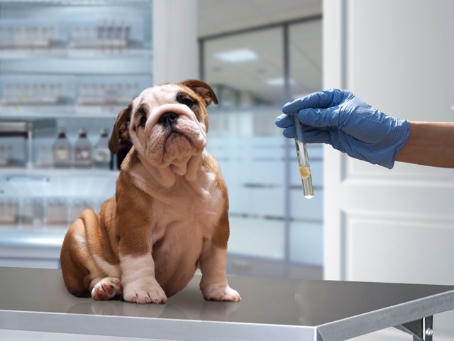The dog on the Desk