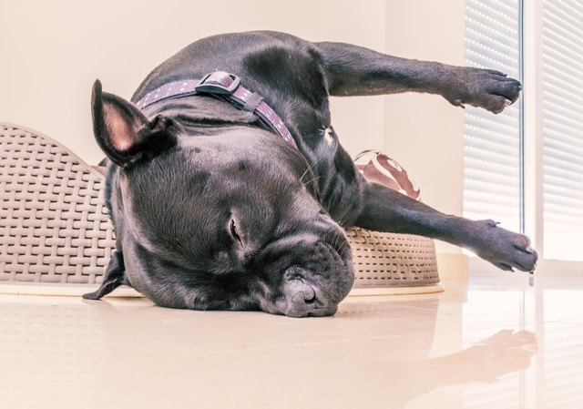 staffordshire bull terrier dog asleep in a plastic bed with cushion