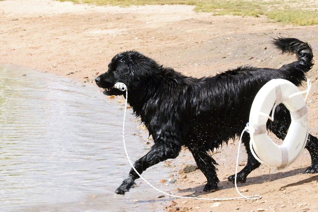 Newfoundland taking rescue float to victim.