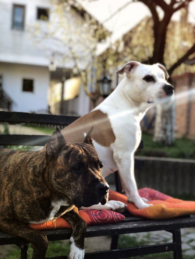 Dogs On The Bench