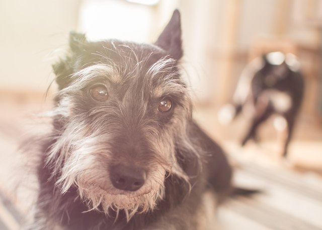 Sad mongrel dog with cat in the background.