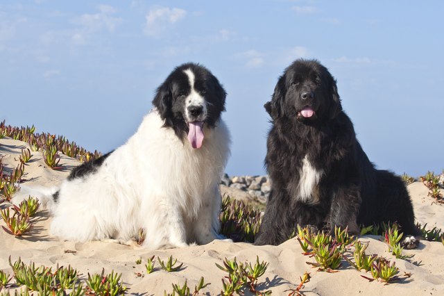 Newfoundlands sitting in sand, California, USA