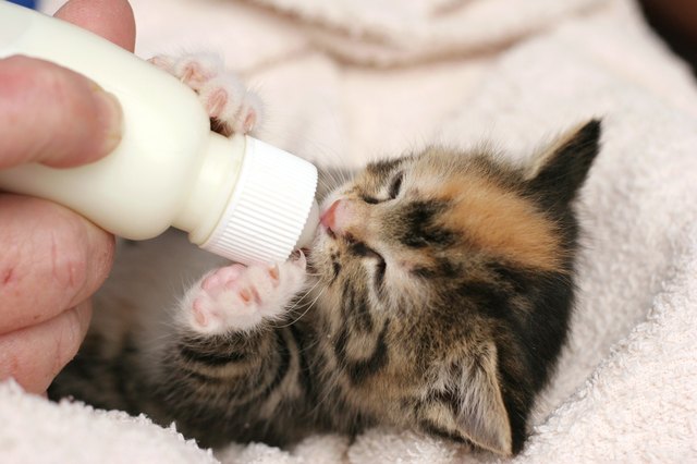 Everything You Need To Know About Feeding Your Kitten ...