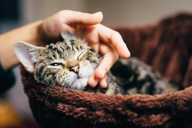 Hand of girl stroking cat
