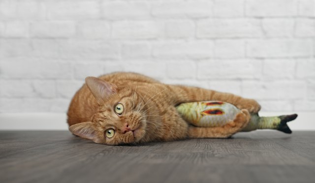 cat holding fish toy