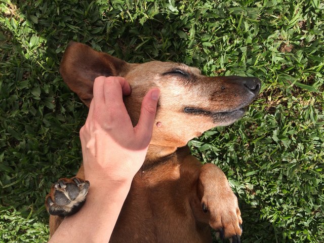 Close-Up Of Hand Stroking Dog On Grass