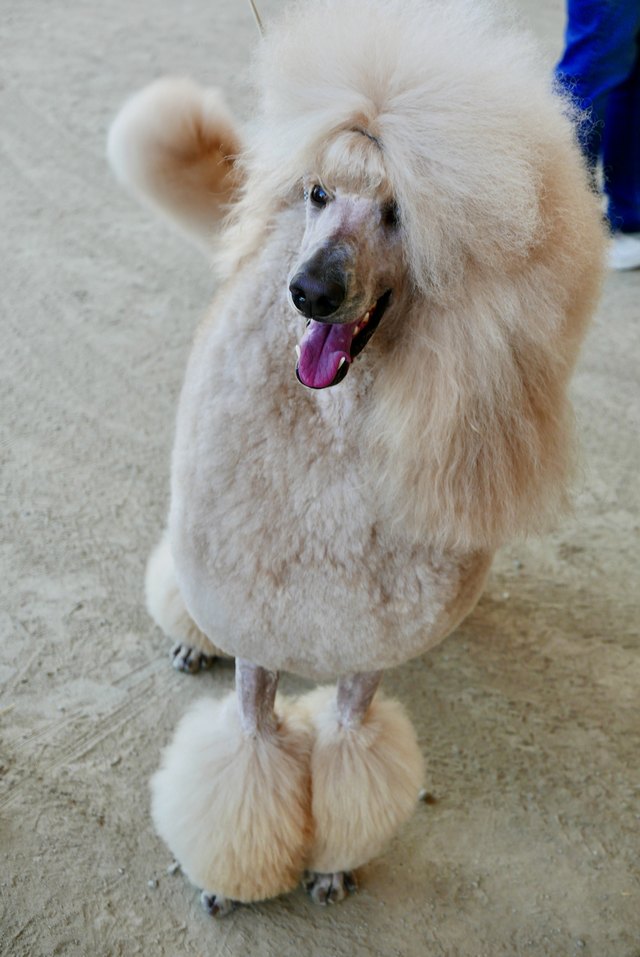 poodle