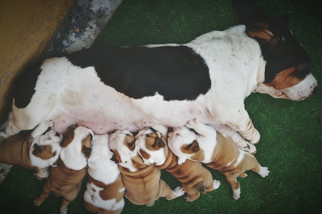 High Angle View Of Dog Breastfeeding Puppies