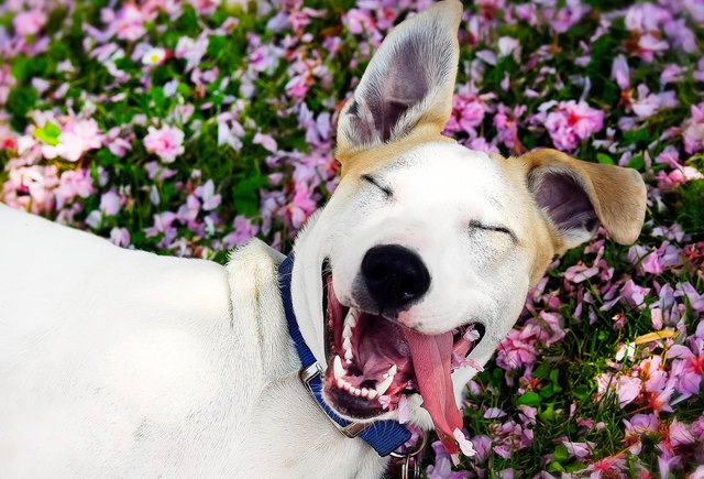 High Angle View Of Dog Sticking Out Tongue While Relaxing On Field