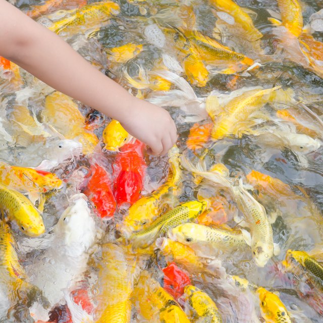 Homemade Koi Fish Food for Kids