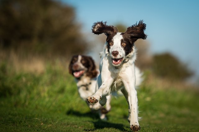Two Spaniels running