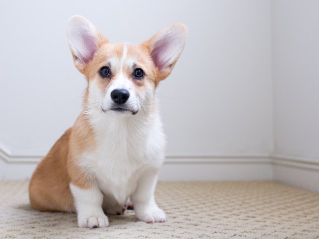 Corgi puppy sitting on carpet