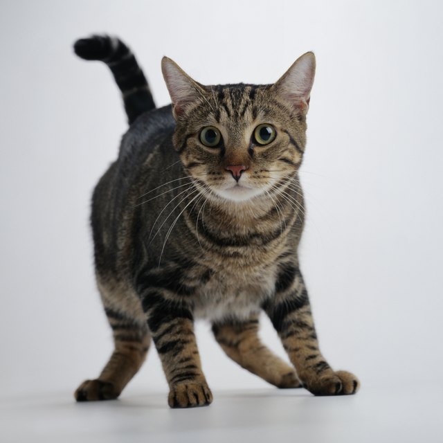 Portrait of a Brown Tabby Cat in Fear
