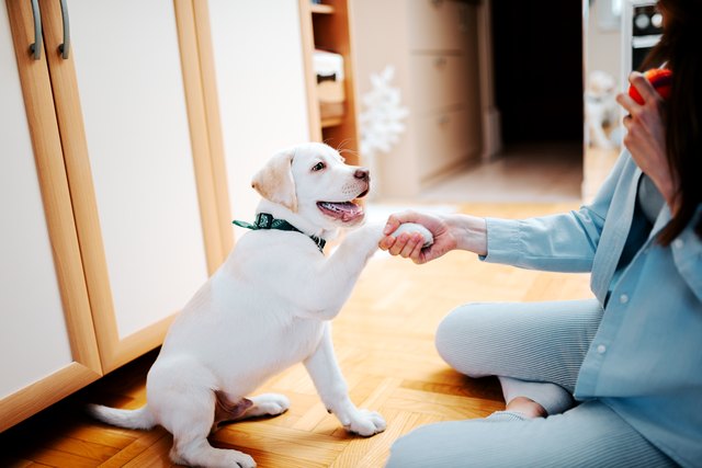 Teaching a puppy to give a paw.