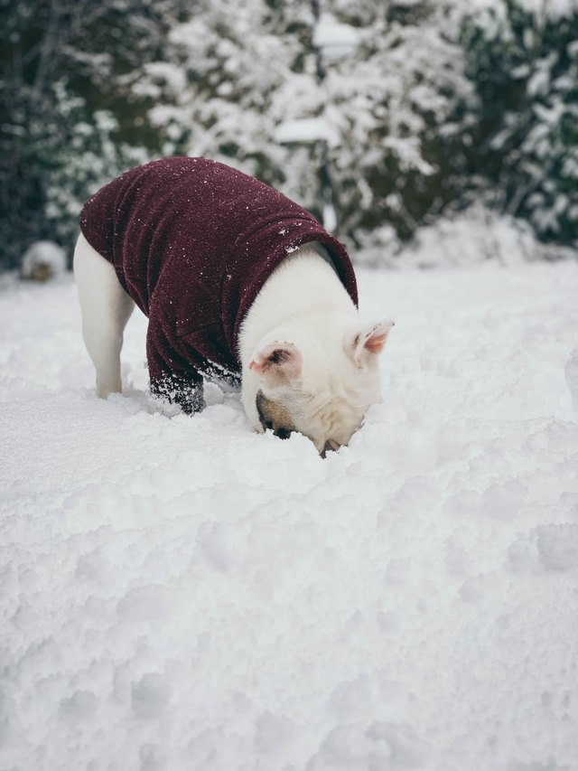 White French Bulldog puppy eating snow.