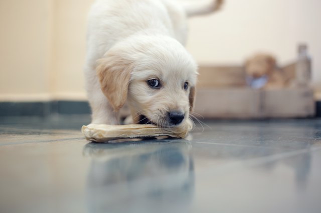 Golden Retriever puppy with bone