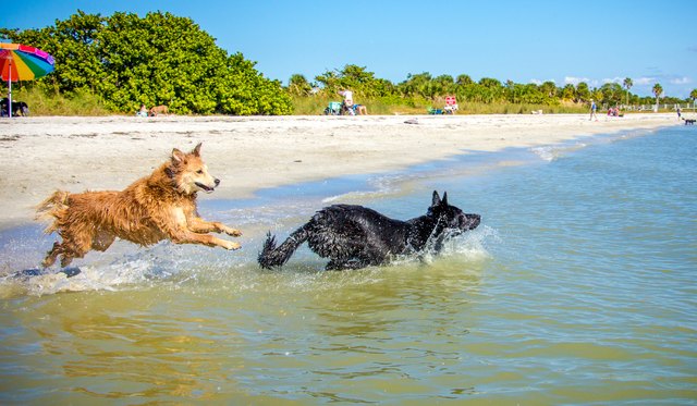 Two dogs running into the ocean, Fort de Soto, Florida, United States