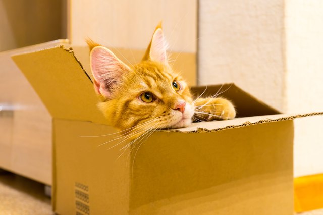 Young red cat of Maine Coon breed sitting in the box and watchin