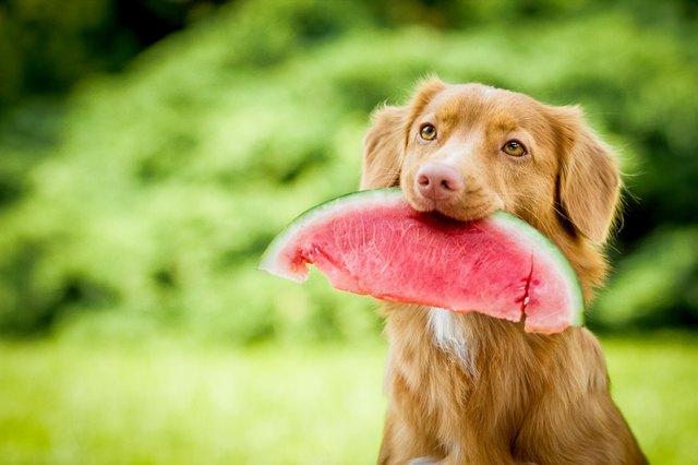 can dogs eat quince apples