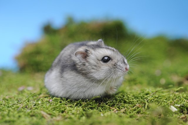 Djungarian hamster (Phodopus sungorus), agouti, sits in the moss, Austria