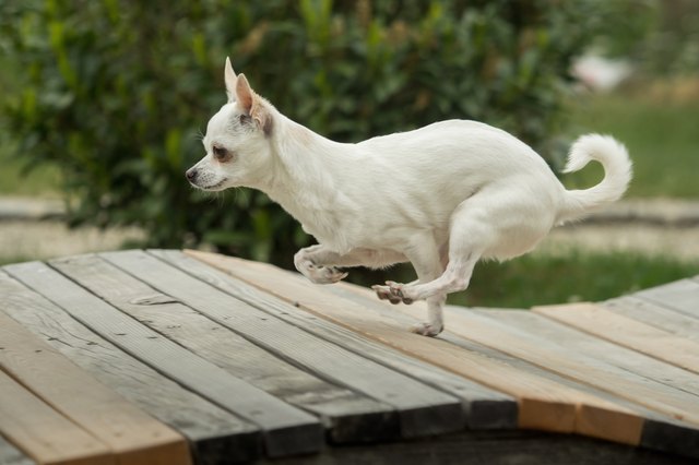 A little white chihuahua is playing outside