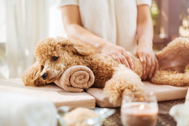 Woman giving body massage to a dog. Spa still life with aromatic candles, flowers and towel.