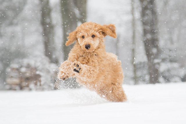 Poodle running in the snow