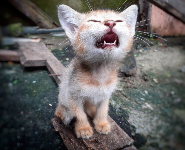Kitten crying for food