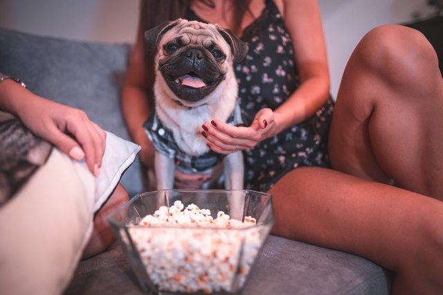 Cutle little pug dog eating popcorn