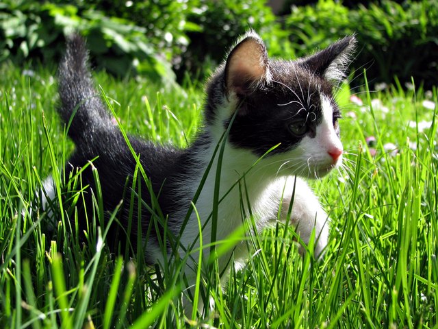 Close-Up Of Kitten Walking On Grassy Field