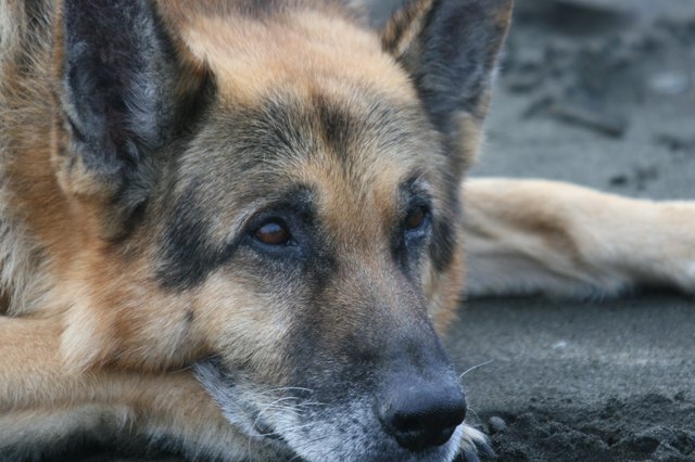 muscle-wasting-in-dogs-cuteness