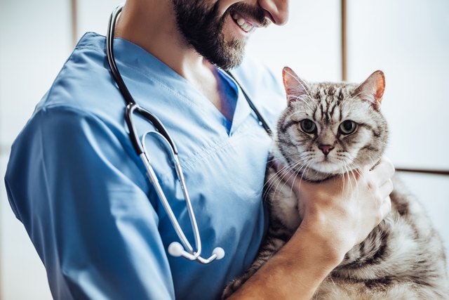 Doctor veterinarian at clinic.