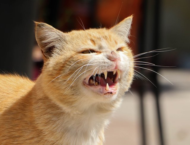 Close-Up Of Cat